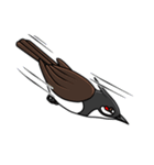 Red-whiskered bulbul bird（個別スタンプ：33）