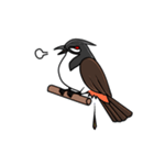 Red-whiskered bulbul bird（個別スタンプ：34）