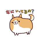 柴犬の「まるしば」vol.2（個別スタンプ：3）