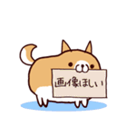 柴犬の「まるしば」vol.2（個別スタンプ：21）