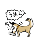 保護犬クッキーのスタンプ（個別スタンプ：20）