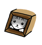 Memo, the Lovable Cat（個別スタンプ：40）