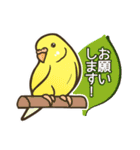 セキセイインコだらけ3（個別スタンプ：3）