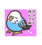 セキセイインコだらけ3（個別スタンプ：30）