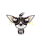 Goggle-eyed Chihuahua（個別スタンプ：1）