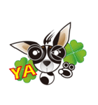 Goggle-eyed Chihuahua（個別スタンプ：37）