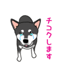 あなたの柴犬（個別スタンプ：11）