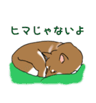 あなたの柴犬（個別スタンプ：14）