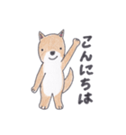 柴犬のチョコちゃん（個別スタンプ：1）