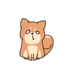 Chibi Shiba Kun（個別スタンプ：4）