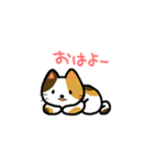 普通の猫。（個別スタンプ：13）