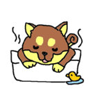 柴ちゃん犬（個別スタンプ：16）