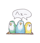 ハコインコ（個別スタンプ：11）