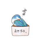 ハコインコ（個別スタンプ：16）