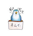 ハコインコ（個別スタンプ：17）