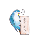 ハコインコ（個別スタンプ：20）