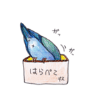 ハコインコ（個別スタンプ：21）