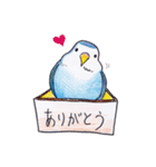 ハコインコ（個別スタンプ：38）