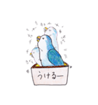 ハコインコ（個別スタンプ：40）