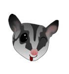 Classic Grey Sugar Glider Emoticon（個別スタンプ：38）