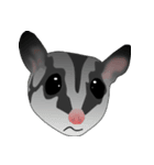 Classic Grey Sugar Glider Emoticon（個別スタンプ：39）