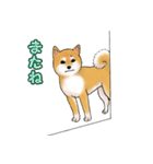 柴犬ちゅばるん（個別スタンプ：7）