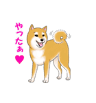 柴犬ちゅばるん（個別スタンプ：26）