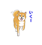 柴犬ちゅばるん（個別スタンプ：28）