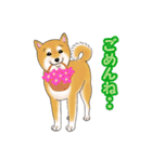 柴犬ちゅばるん（個別スタンプ：29）