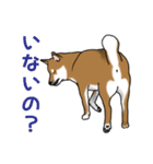 柴犬クマと愉快な仲間達（個別スタンプ：5）