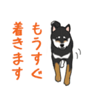 柴犬クマと愉快な仲間達（個別スタンプ：20）