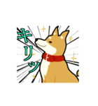 柴犬ワンコ！（個別スタンプ：25）