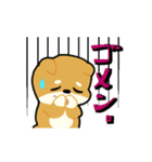 柴犬ワンコ！（個別スタンプ：31）