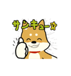 柴犬ワンコ！（個別スタンプ：37）