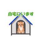 豆柴わんこ（個別スタンプ：13）