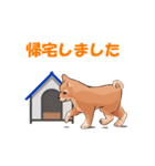 豆柴わんこ（個別スタンプ：35）