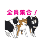 イケメン柴犬モモと愉快な仲間達（個別スタンプ：29）