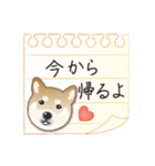 毎日使える～！柴犬さんの連絡スタンプ（個別スタンプ：1）