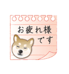 毎日使える～！柴犬さんの連絡スタンプ（個別スタンプ：3）