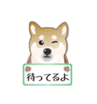 毎日使える～！柴犬さんの連絡スタンプ（個別スタンプ：23）