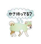 毎日使える～！柴犬さんの連絡スタンプ（個別スタンプ：33）