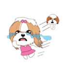 Shih Tzu Couple YaYa ＆ YoYo（個別スタンプ：14）