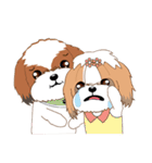 Shih Tzu Couple YaYa ＆ YoYo（個別スタンプ：15）