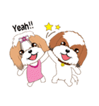 Shih Tzu Couple YaYa ＆ YoYo（個別スタンプ：19）