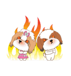 Shih Tzu Couple YaYa ＆ YoYo（個別スタンプ：20）