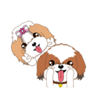 Shih Tzu Couple YaYa ＆ YoYo（個別スタンプ：26）