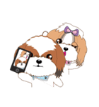 Shih Tzu Couple YaYa ＆ YoYo（個別スタンプ：34）