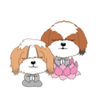 Shih Tzu Couple YaYa ＆ YoYo（個別スタンプ：36）