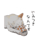 柴犬のここが好き2（個別スタンプ：12）