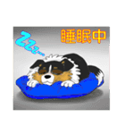 かわいい犬スタンプ 愛しのシェルティー（個別スタンプ：29）